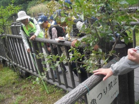 9.14 大森八竜湿地にて　湿地植物の観察